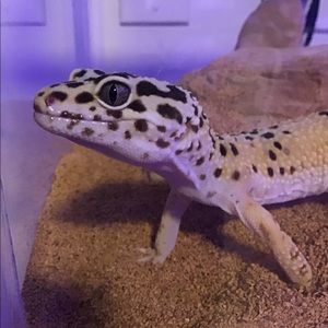 Meet your Posher, Myles